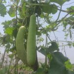 Bottle Gourd