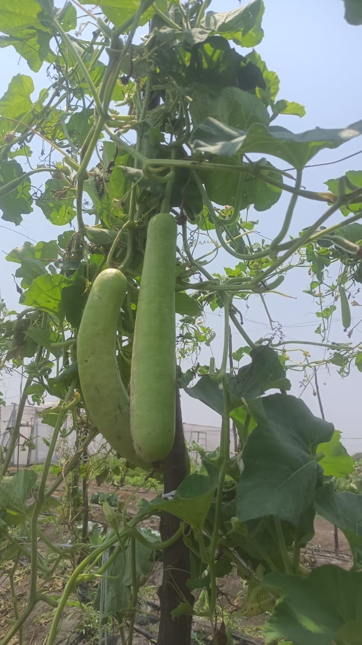 Bottle Gourd - Image 2