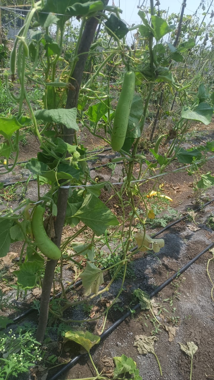 Bottle Gourd - Image 3