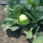 Cabbage