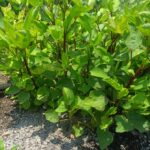 Gongura