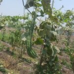 Ridge gourd