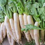 Radish