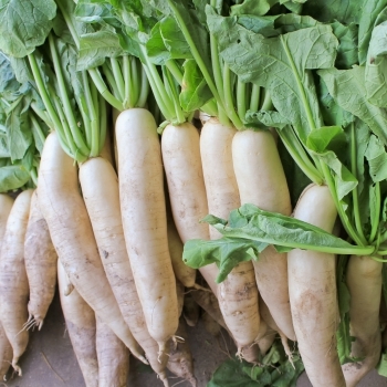 Radish