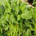 Green Sorrel (Chukka Kura, Malabar Spinach)