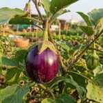 Brinjal