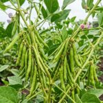 Cluster Beans (Gavar)