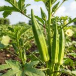 Okra (Bhindi)